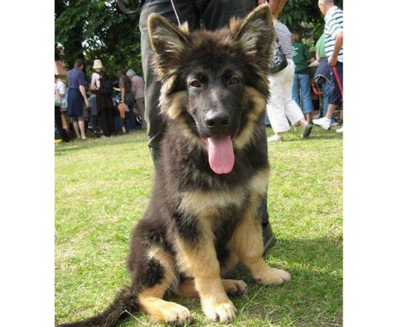 German Shepherd